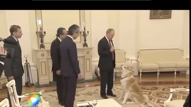 “Putin ”Enjoys Time with his Japanese Dog