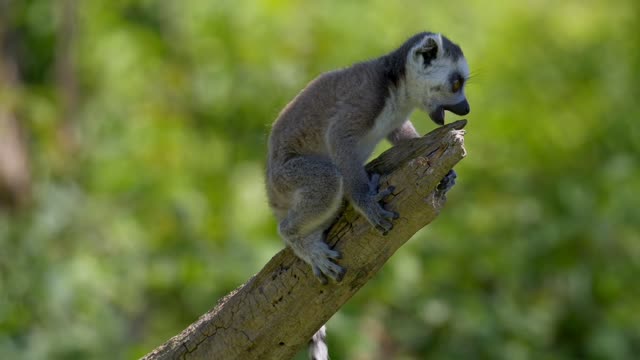 Little monkey in tree