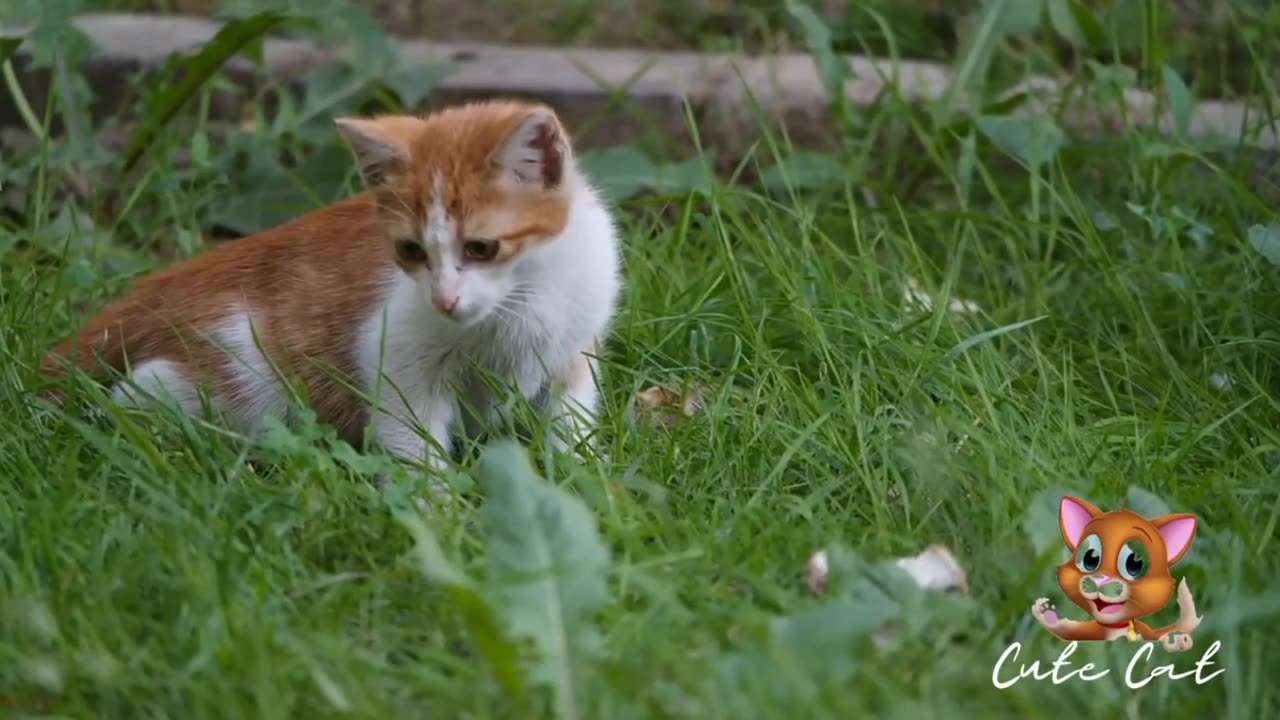 Baby Cats: A Collection of Cute and Funny Cat Videos