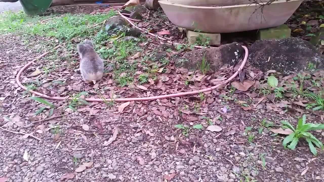 Koala baby rescue