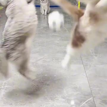 Funny animal videos!!