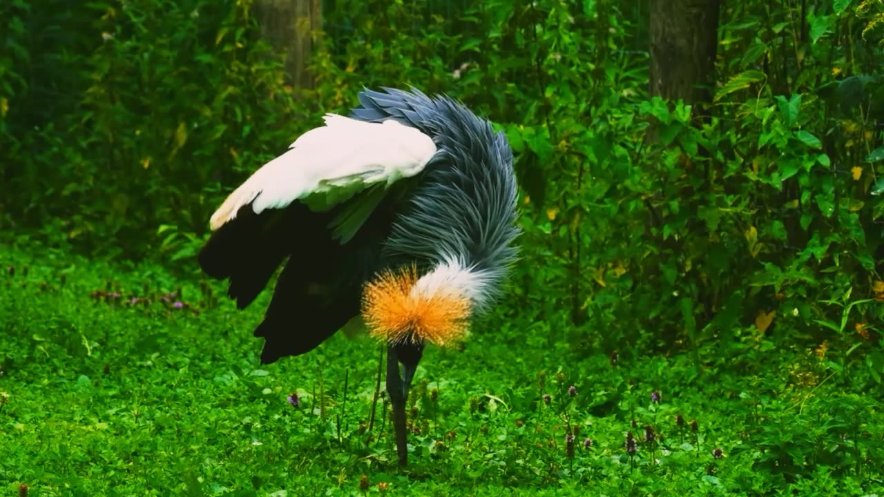 stork ibis crou and other birds in the wild.