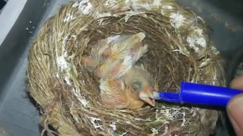 See how I hand feed my baby canary