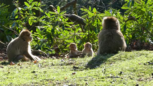 Playing Monkeys