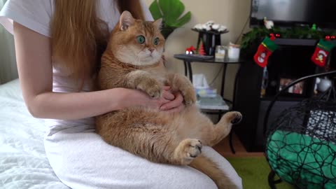 Do you think Hosico likes to sit on lap