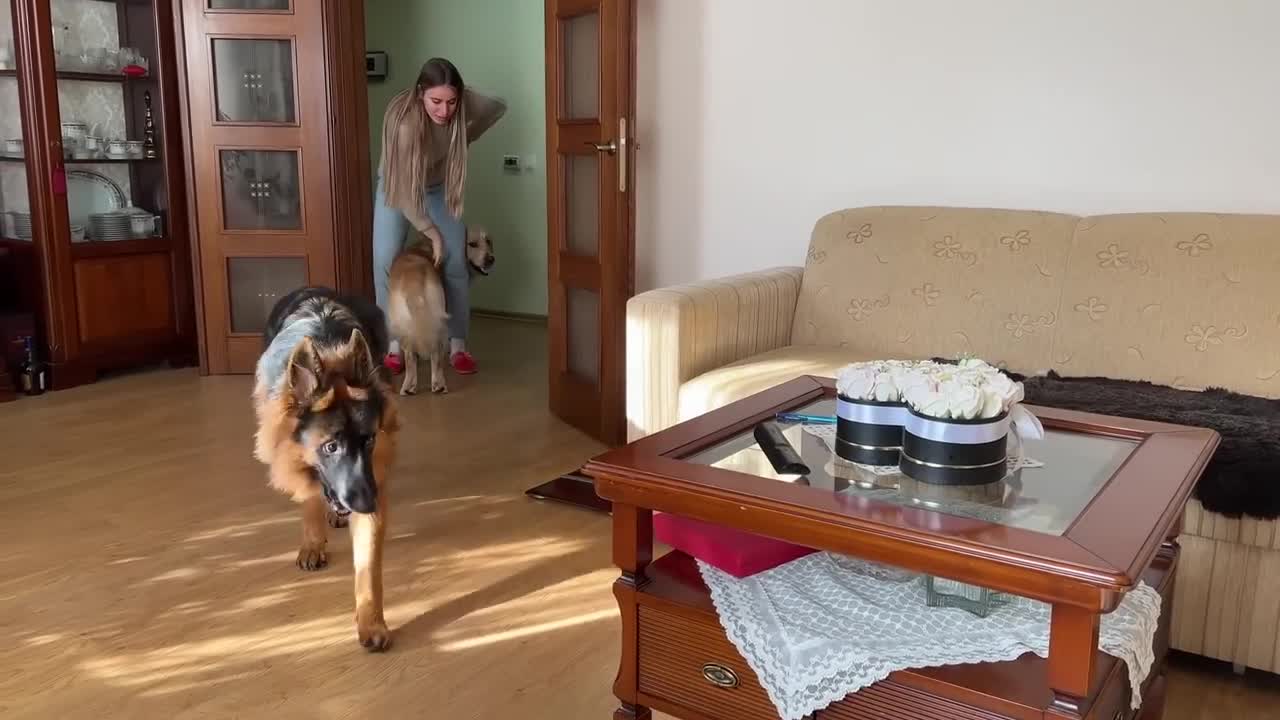 German Shepherd Puppy Meets a Cat For The First Timelovely