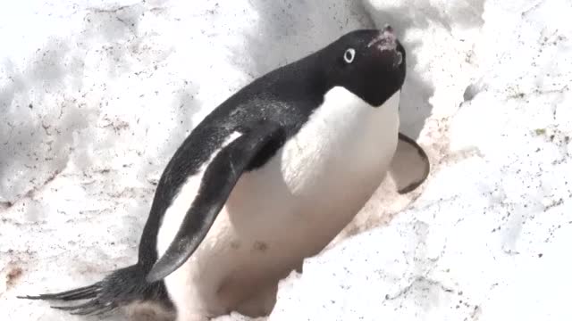 Adélie penguin eating snow