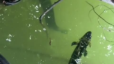 This is a beautiful and charming water-dwelling species