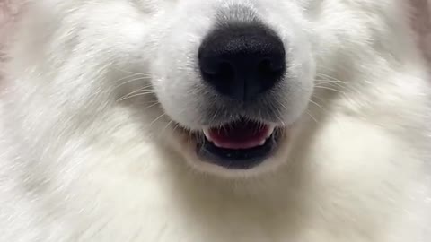 Another day of confession Samoyed jam