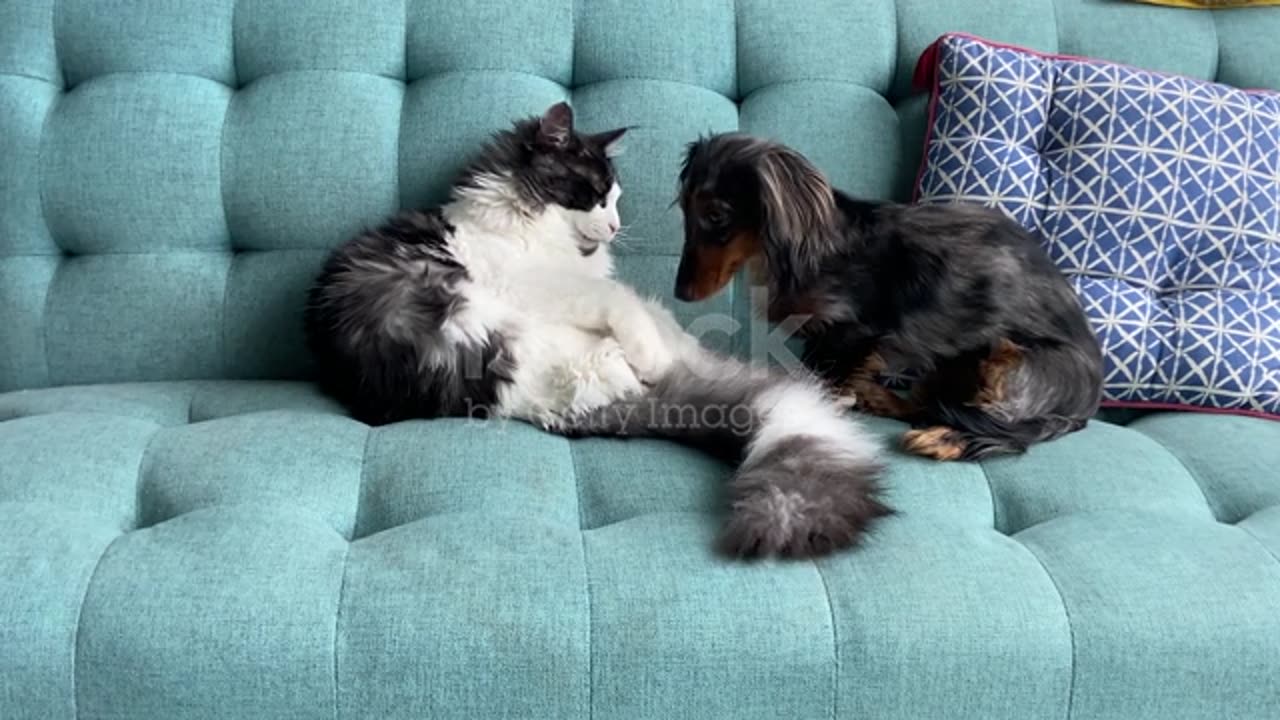 Cat sitting on a sofa