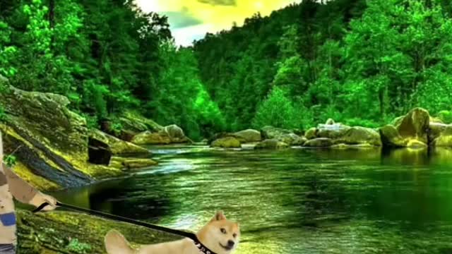 Doge video