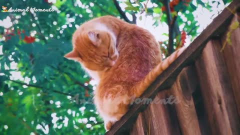 Cat World - Collection Of Cute Moments Of Cats, Adult Cats, Kittens - Cat Sounds