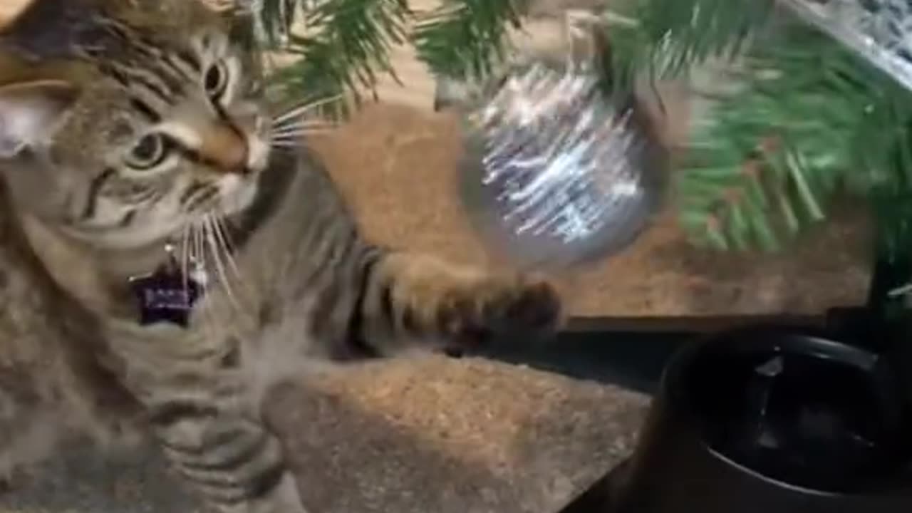 try not to laugh funny animals😂