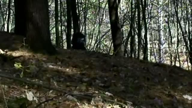 DISTURBING BIGFOOT ENCOUNTER CAUGHT ON VIDEO