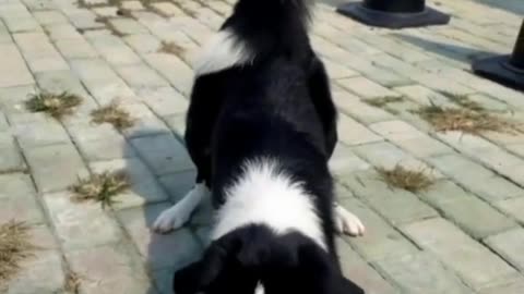 "The Ultimate Guide to Border Collie Playtime"