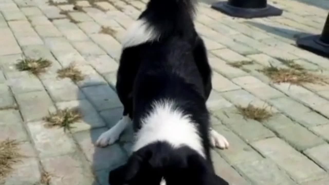 "The Ultimate Guide to Border Collie Playtime"