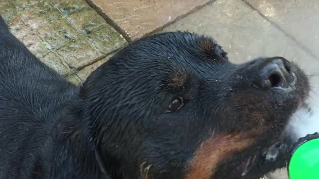 Rottweiler Loves Being Sprayed by Hose