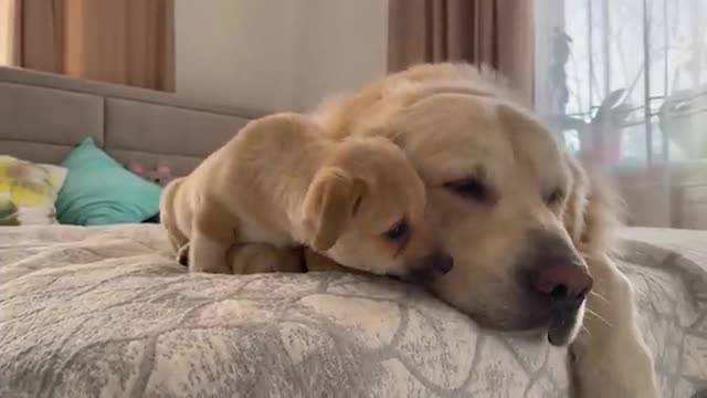 Adorable Golden Retriever Reaction to Cute Puppy