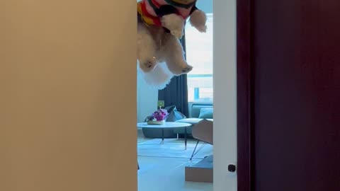 Dog Goes For a Balloon Ride