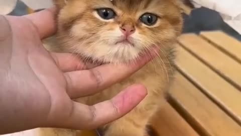 Cute cat