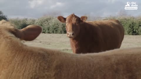 Family Brings Baby Cow Into Their Home During Hurricane | The Dodo: Comeback Kids S02E01