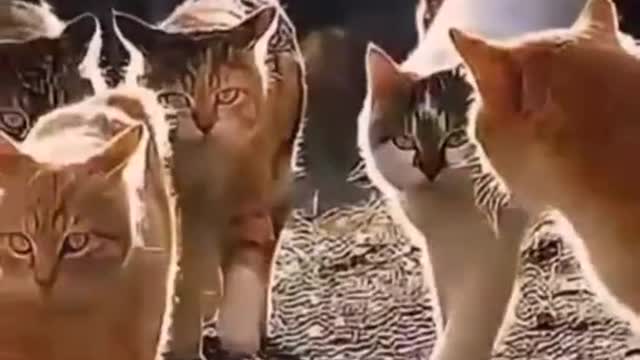 Cat animals funny cute 24