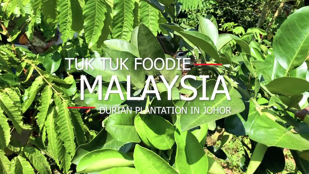 Durian Kampung Malaysia