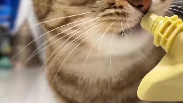 My cat is in charge, and my cat likes to listen to me