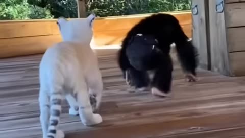 Funny animal video