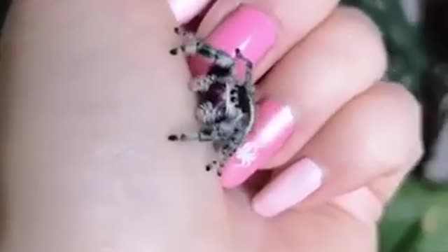 funny pet animals