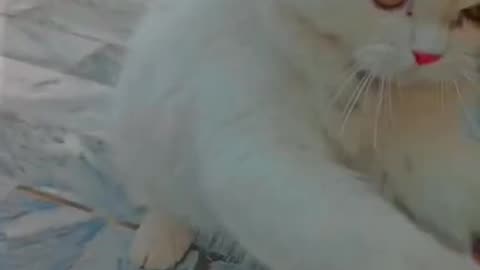Cute and funny cat video.