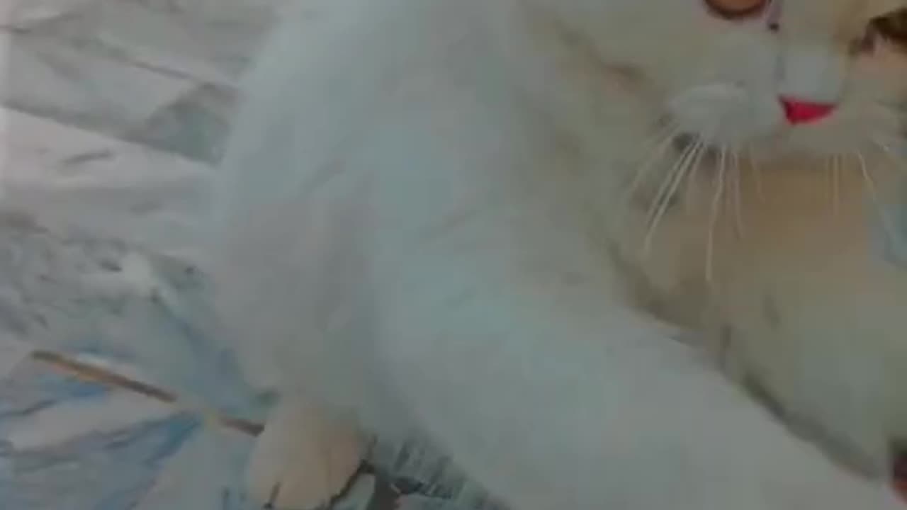 Cute and funny cat video.