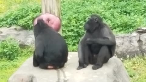 Monkey picking nose at Louisville Zoo in Kentucky