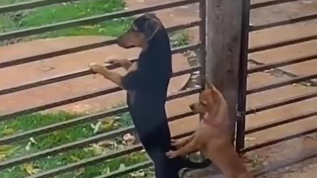 Funny Animals Video - Best Cats😹 and Dogs🐶 Videos of the Month 2022! #4