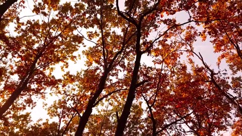 Autumn Leaves 4K Aerial view