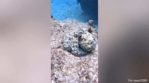 All animals funny 😀😁😂🤣😃😄😅🤠🤠 video