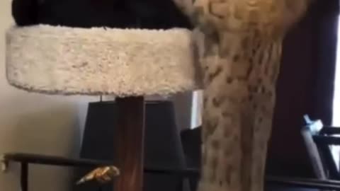 Cat Fight on own bed 😂, Funny Cat Fighting Clip
