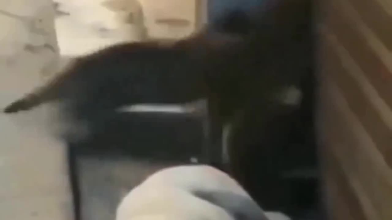 Funny cat and pet