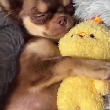 Plush toys do make sleep more enjoyable