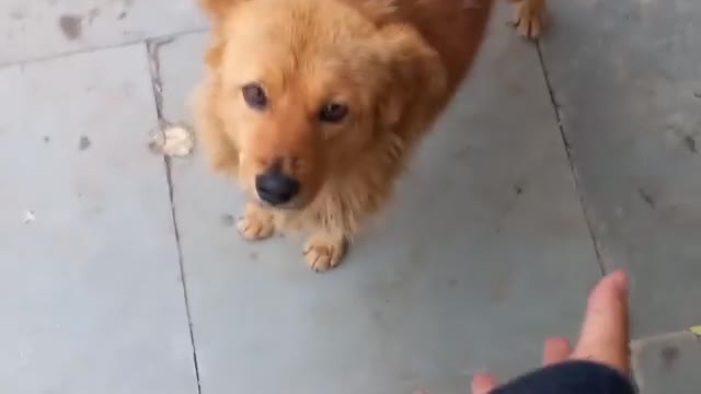 Story' about dog