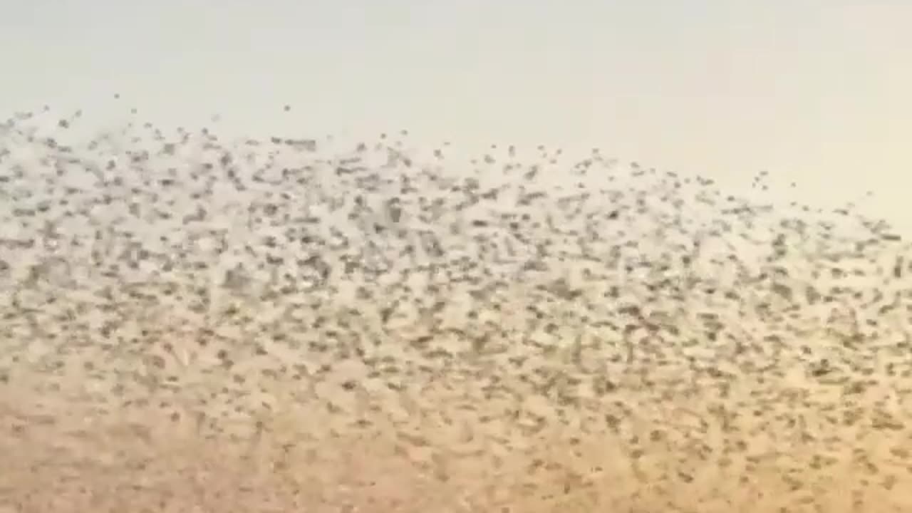 Birds