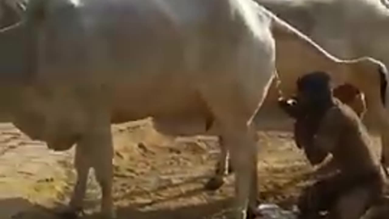 Uomo indù che beve piscio di mucca dopo essersi rotolato nello sterco di mucca 🤮e venerato poi la mucca stessa prostandosi ad essa facendo zoolatria..quindi dei popoli bevitori di piscio di animali e zoolatri che insegnano la spiritualità..è comica