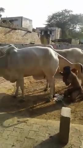 Uomo indù che beve piscio di mucca dopo essersi rotolato nello sterco di mucca 🤮e venerato poi la mucca stessa prostandosi ad essa facendo zoolatria..quindi dei popoli bevitori di piscio di animali e zoolatri che insegnano la spiritualità..è comica