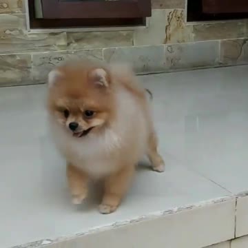 baby dogs cute and funny Dog videos