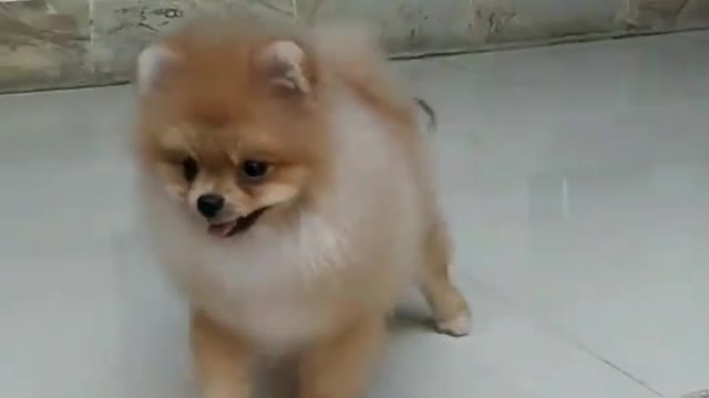 baby dogs cute and funny Dog videos