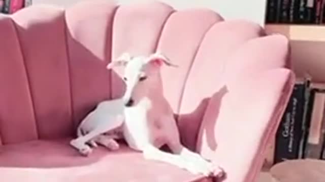 Funny pup tries to act normal, adorably fails