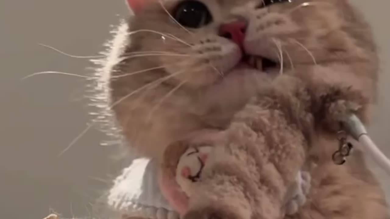 A cat with amazing voice🐈