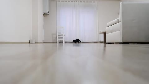 Cats making galloping sounds - Uni and Nami_Cut