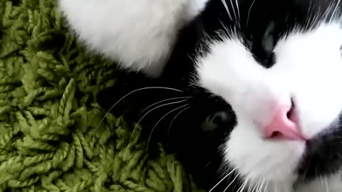 Cat Enjoying Catnip In the Snow