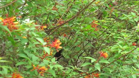 red flower